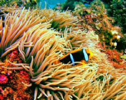 Clown Fish/Anemone....Soma Soma Straits, Fiji...Reefmaste... by Tiffany Pacileo 